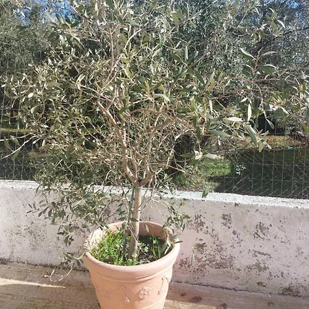 River Apartment Vasiliki (Thessaly)