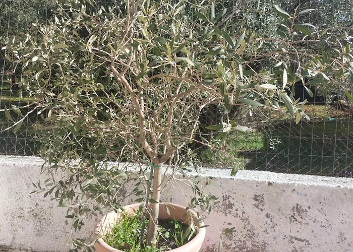 River Lägenhet Vasiliki (Thessaly)